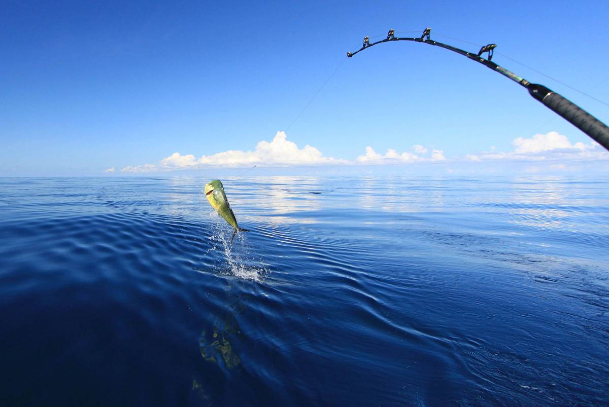 A sailor catches a large Mahi-mahi